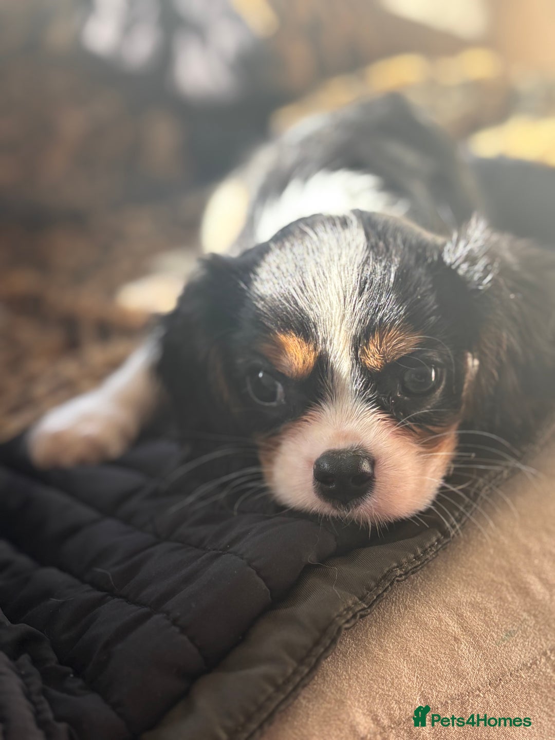 Cavalier King Charles Spaniel dogs for sale: 2 beautiful cavalier King Charles  - Image 1