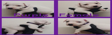 Staffordshire Bull Terrier 1