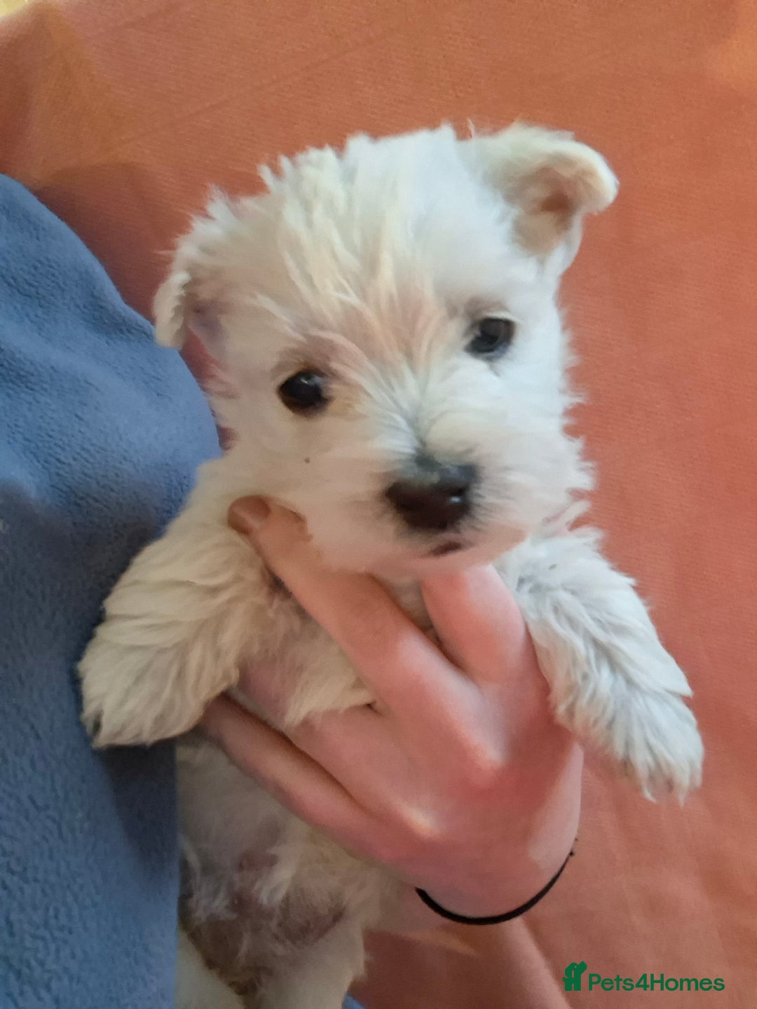 West Highland Terrier dogs for sale: Gorgeous kc bestie pups - Advert 3