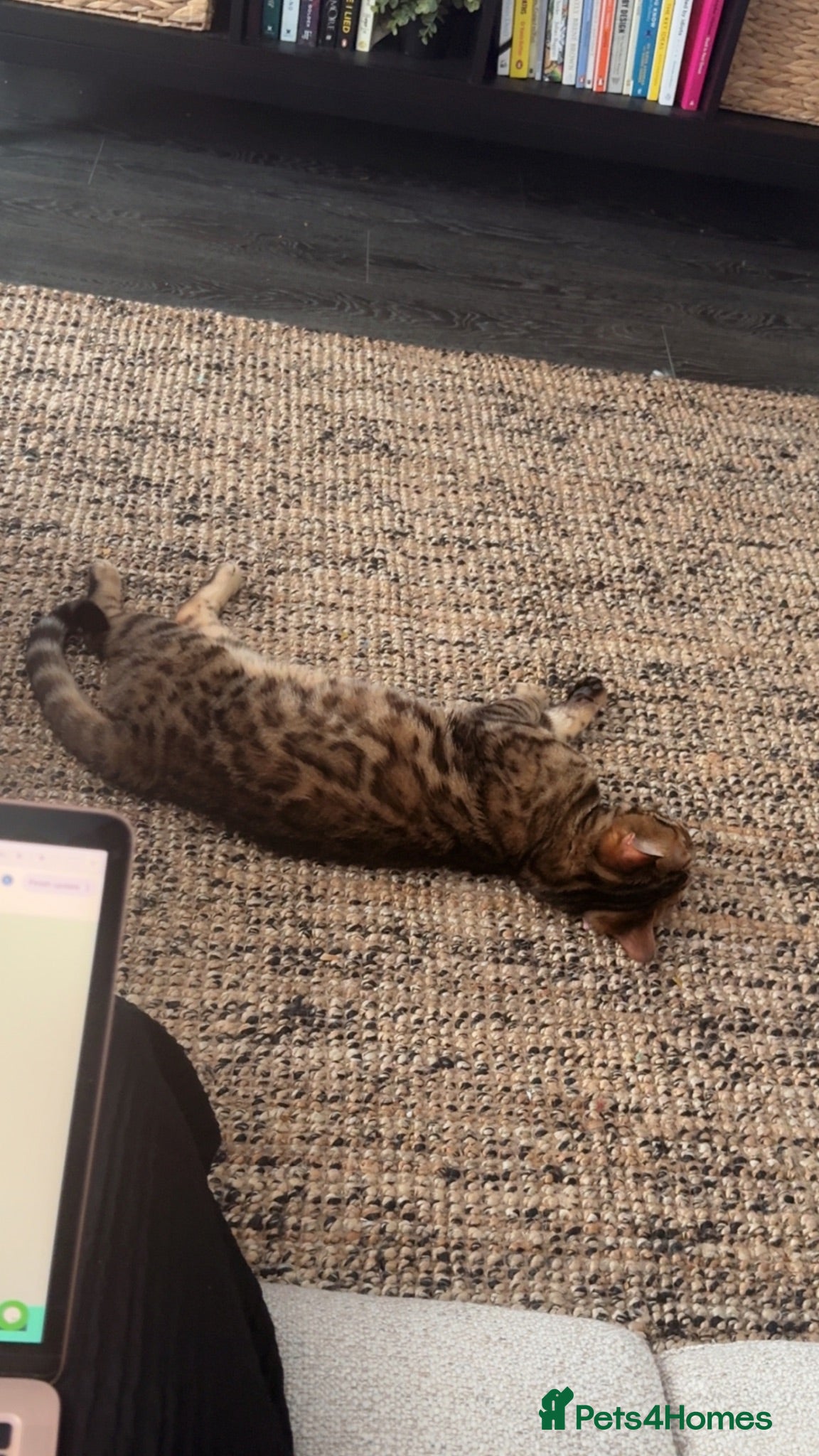 Bengal cats Glitter Rosetted Male Bengal for Sale 1yr old - Advert 15