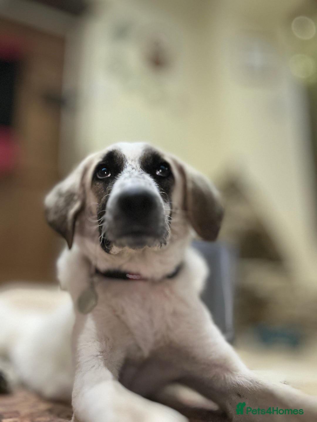 Mixed Breed dogs for adoption: Amara: Beautiful Soul Seeking a Family to Love - Advert 8