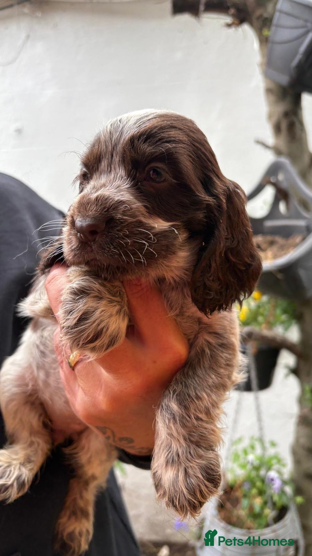 Cocker Spaniel dogs for sale: Show cocker spaniels  - Image 10