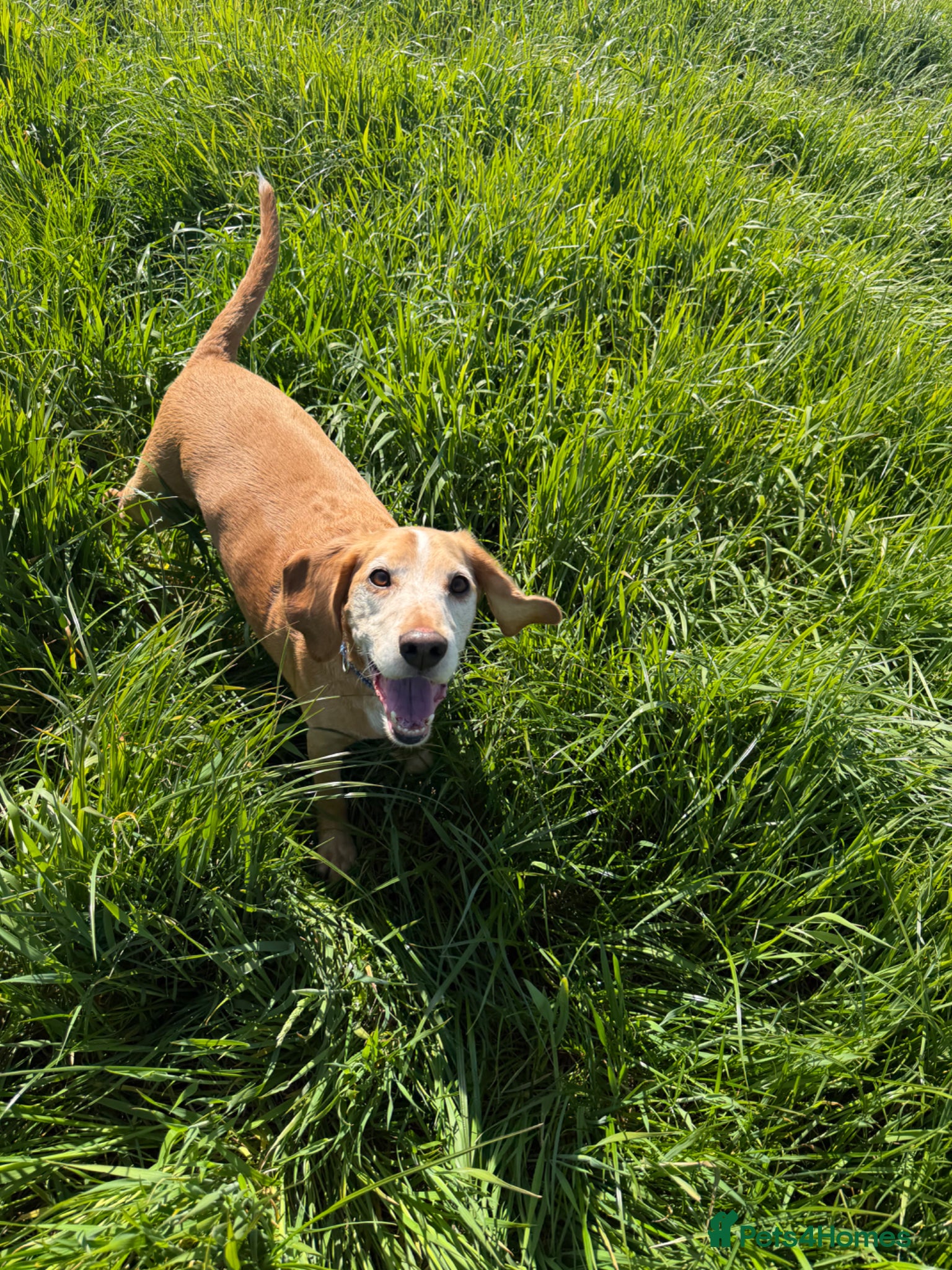 Bocker dogs Bocker male 7 years old  - Advert 1