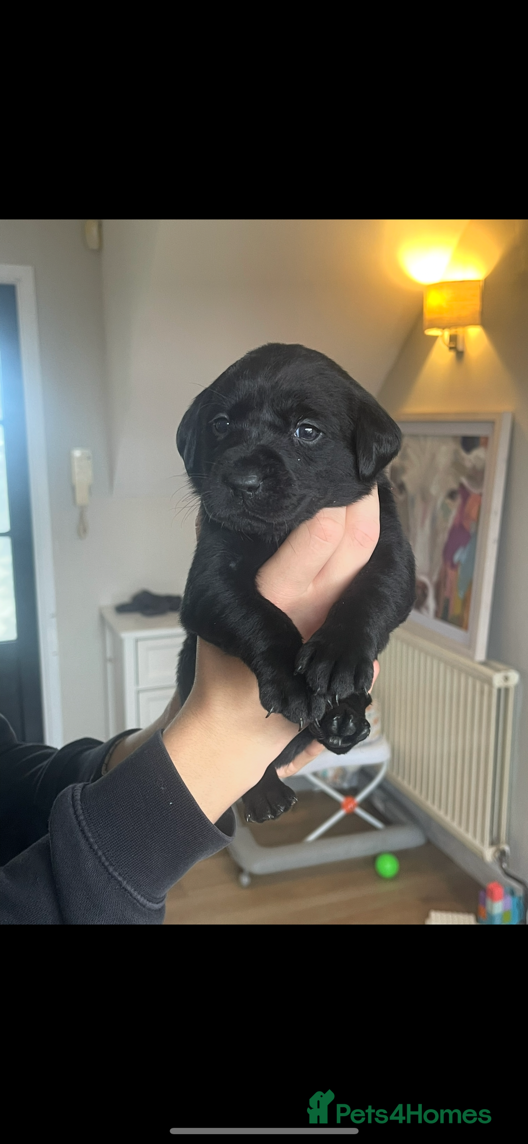 Labrador Retriever dogs for sale: Male Labrador Puppy - Advert 3