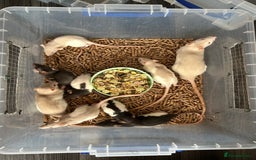 Rat rodents for sale: Young rats 🐀  - Image 1