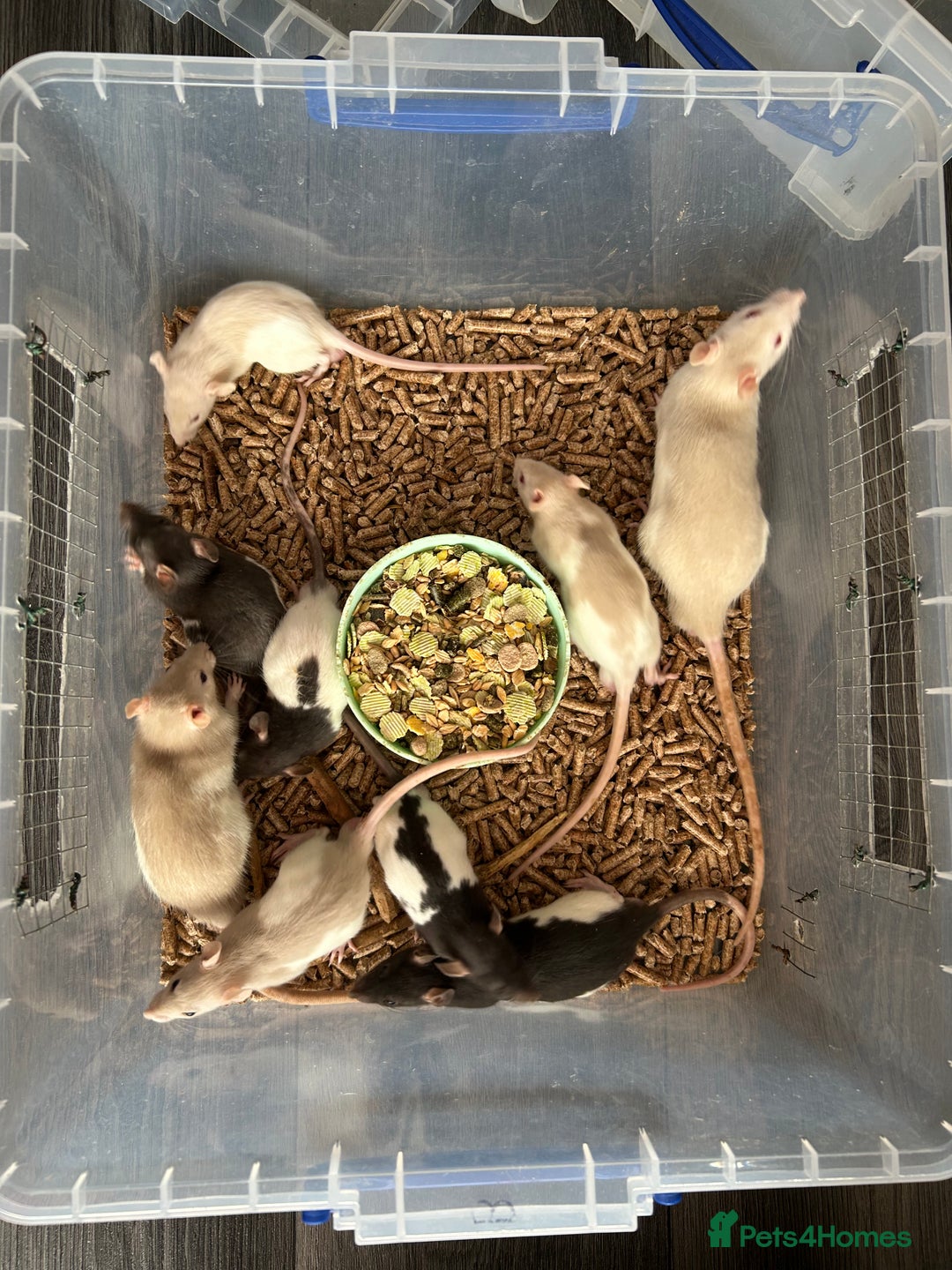 Rat rodents for sale: Young rats 🐀  - Image 1