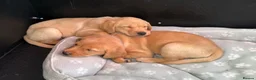 Labrador Retriever dogs for sale: KC Registered Labrador Bitch Puppy - Advert 5