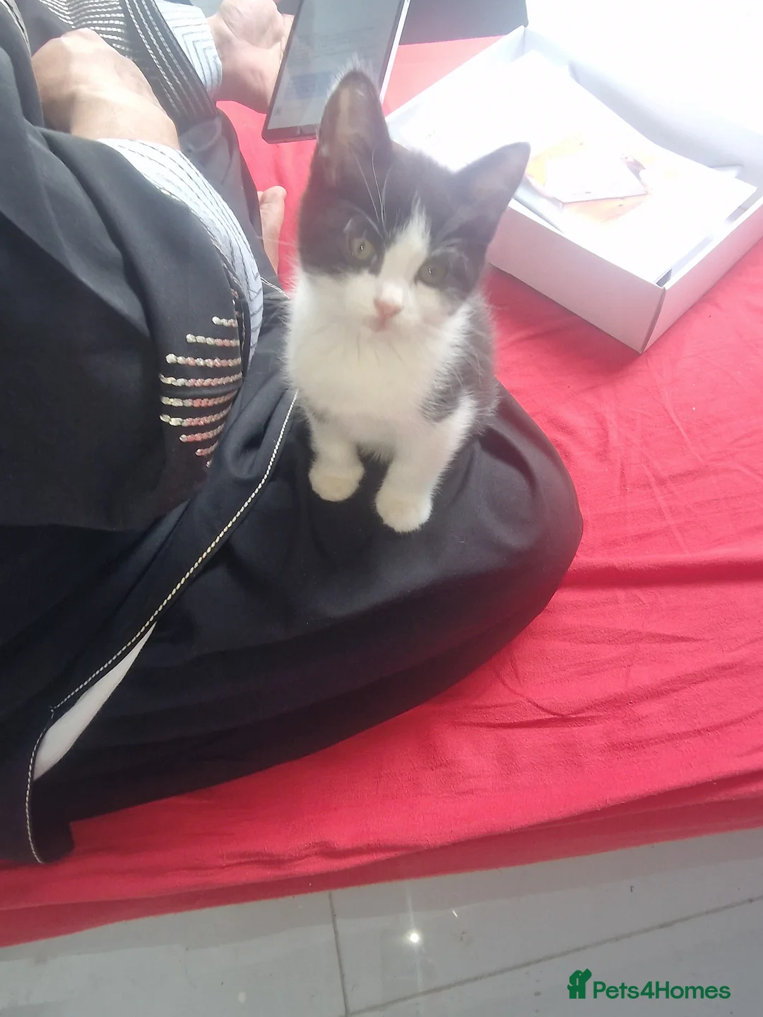 British Shorthair cats for sale: Of British  in Feltham - Advert 1