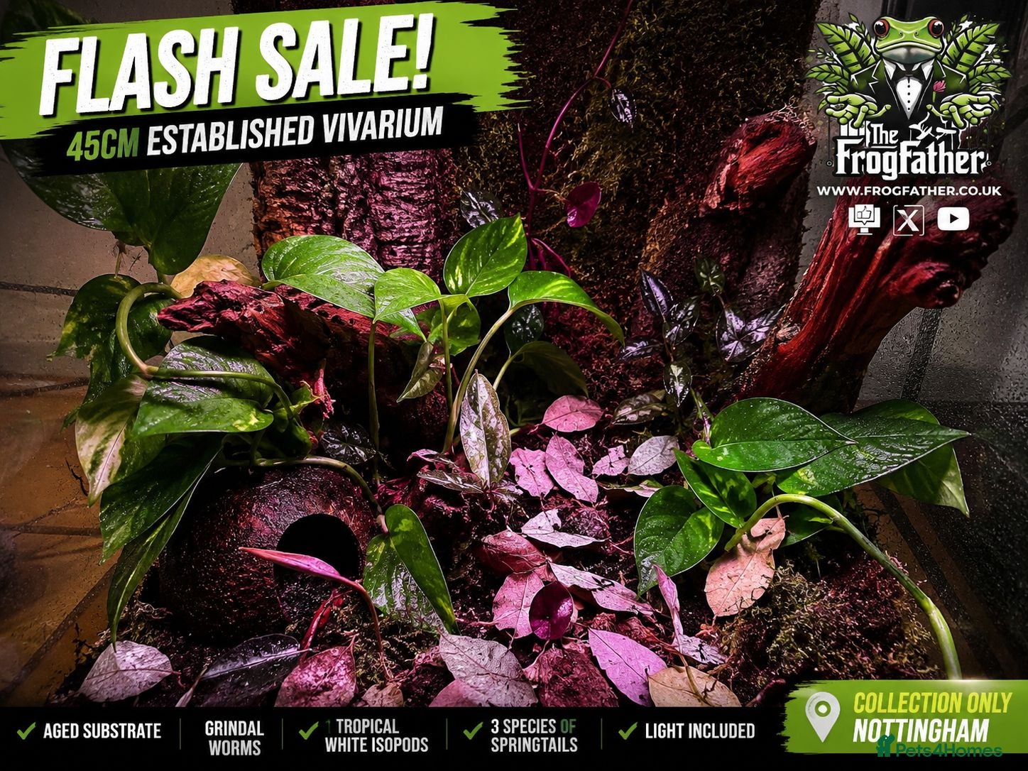 Frog reptiles Established 45cm Exo Terra Bioactive vivarium  - Advert 1