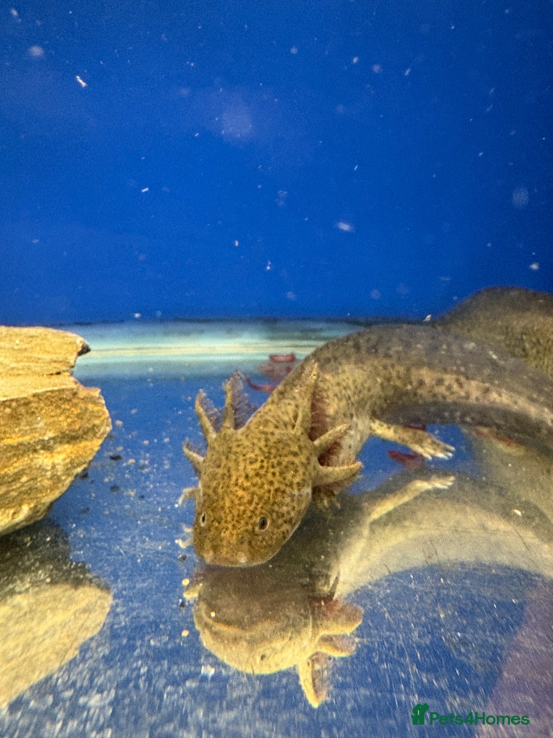 Axolotl reptiles for sale: Adorable Axolotls  - Advert 11