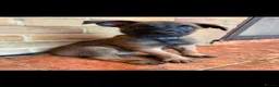 Belgian Shepherd Dog dogs for sale: Belgian Malinois puppies for sale!  - Advert 4