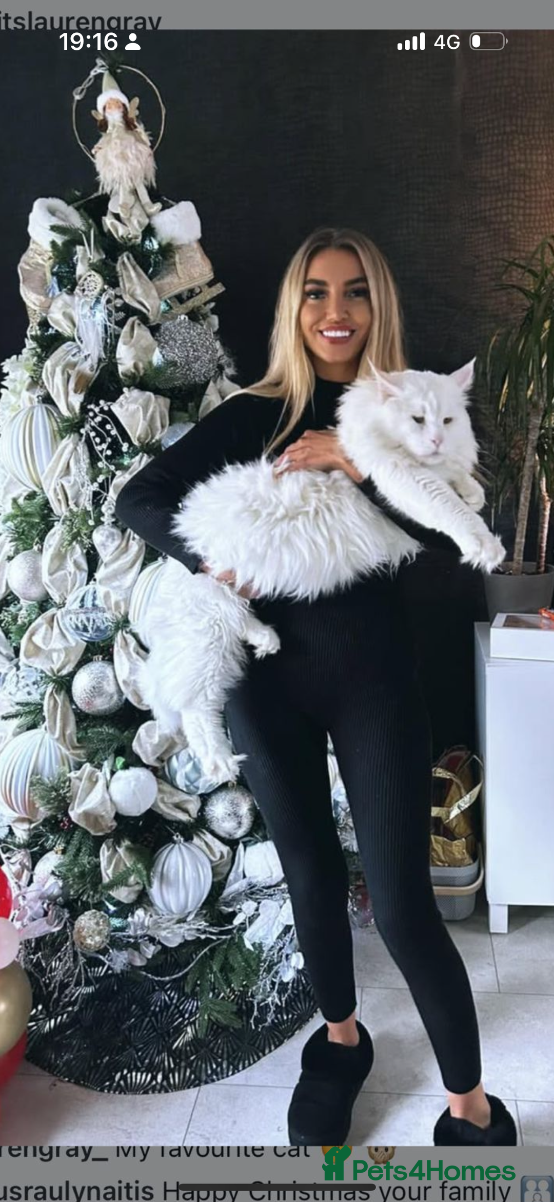 Maine Coon cats for sale: Chunky and outstanding bloodlines  in Benfleet - Image 4