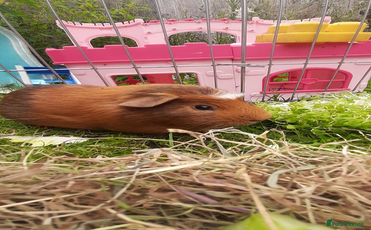 Guinea Pig rodents - Advert 14