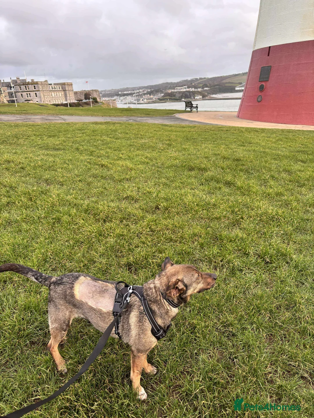 Mixed Breed dogs for adoption: Gentle, affectionate Harry needs a forever home - Advert 6