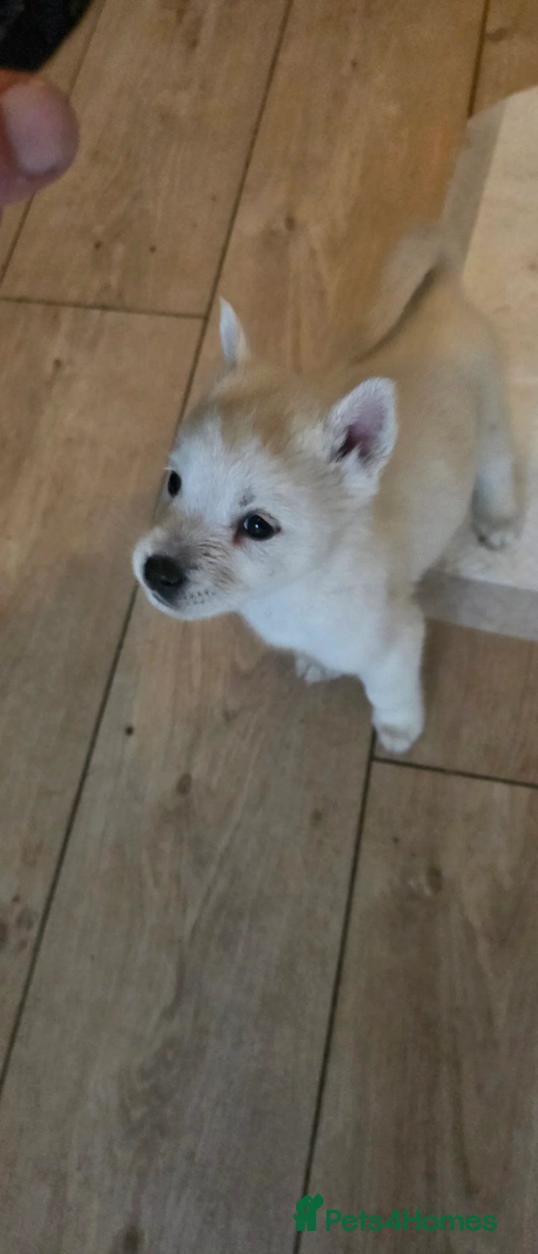 Mixed Breed dogs for sale: adorable male Chowski pup for sale - Advert 33