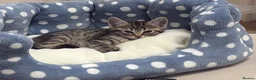Mixed Breed cats for sale: Beautiful tabby male kitten with blue eyes  - Advert 2