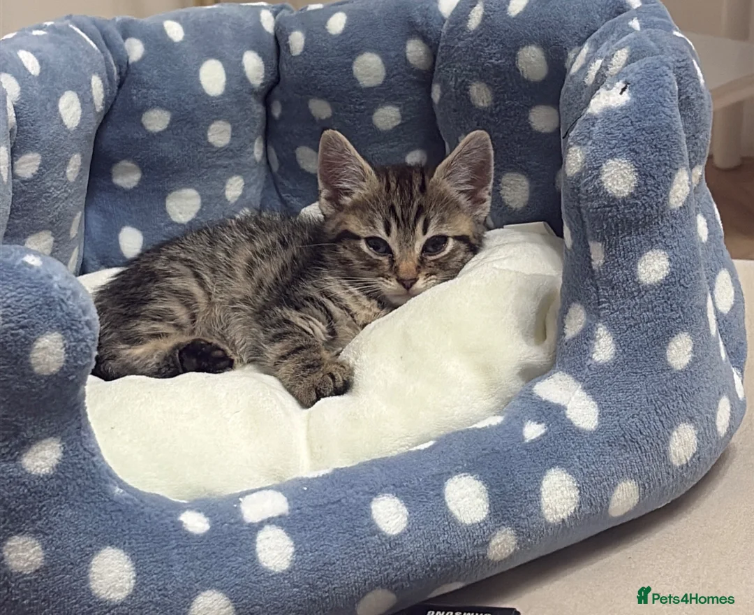 Mixed Breed cats for sale: Beautiful tabby male kitten with blue eyes  - Advert 2