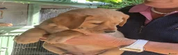 Labrador Retriever dogs for sale: Labrador Puppy - Golden Female - Advert 3