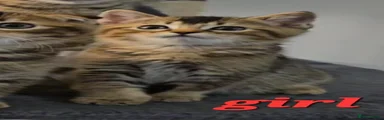 Scottish Fold 3