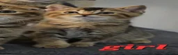 Scottish Fold cats for sale: Beautiful Scottish fold/straight ears kittens!  - Advert 4