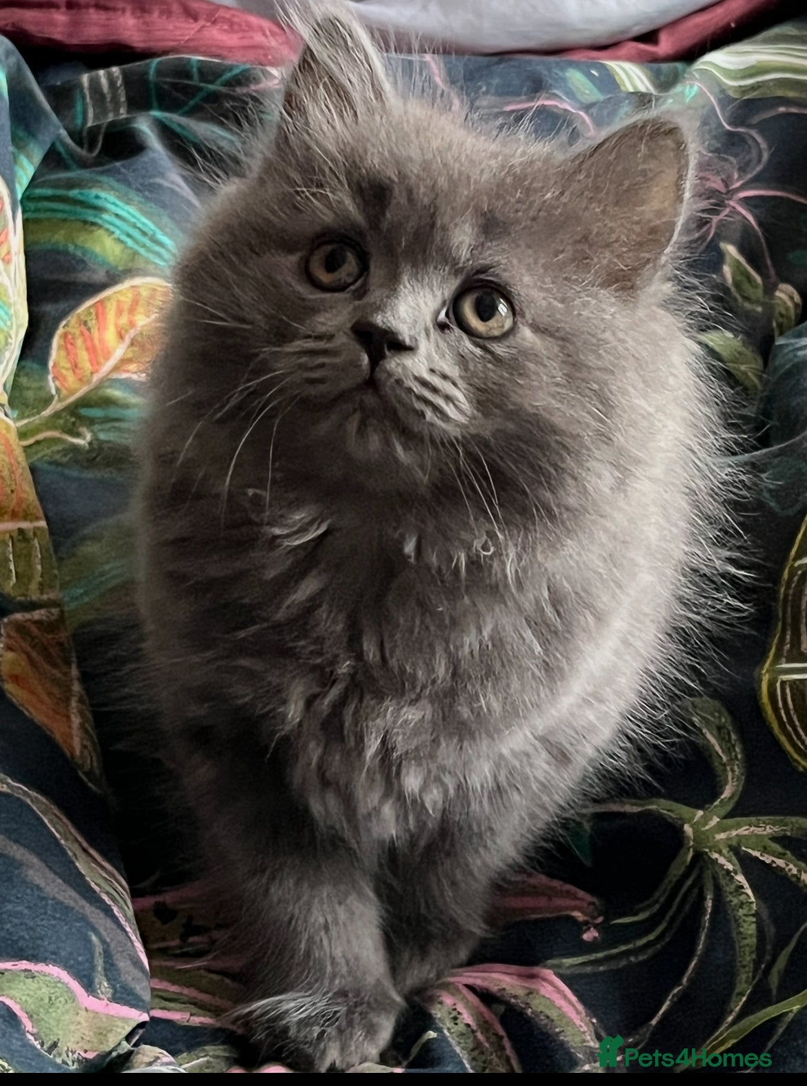 Scottish Fold cats Lovely Scottish fold kittens  - Advert 4