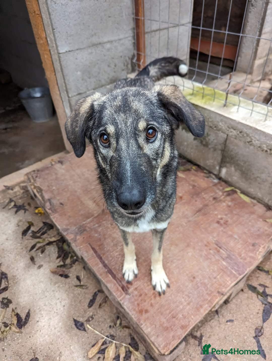 Mixed Breed dogs for adoption: Lucky 💙 - Advert 9