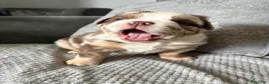 Olde English Bulldogge Puppy 4