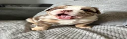 Olde English Bulldogge dogs for sale: 9 beautiful olde English bulldogge  - Advert 3