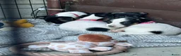 Jack Russell dogs for sale: 🐶 Gorgeous Jack Russell Puppies 🐶 - Advert 8