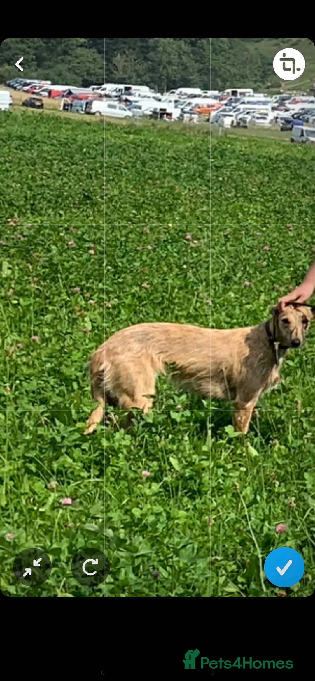 Mixed Breed dogs for sale: Bedlington/Whippet/Lurcher puppies - Advert 11
