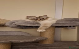 Birman cats for sale: Chocolate Tabby point birman  - Image 2