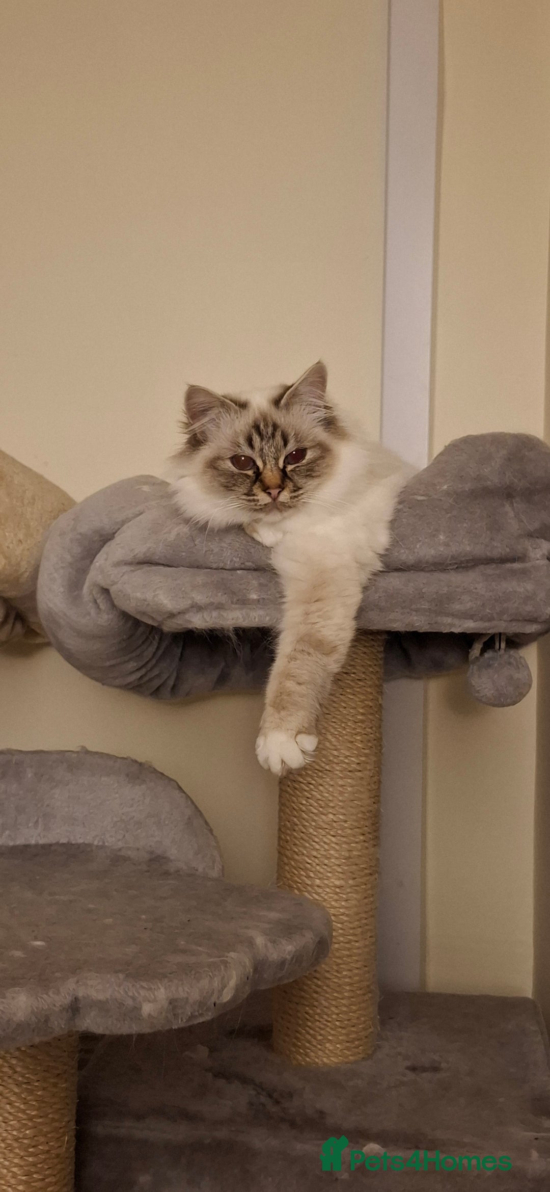 Birman cats for sale: Chocolate Tabby point birman  - Image 2