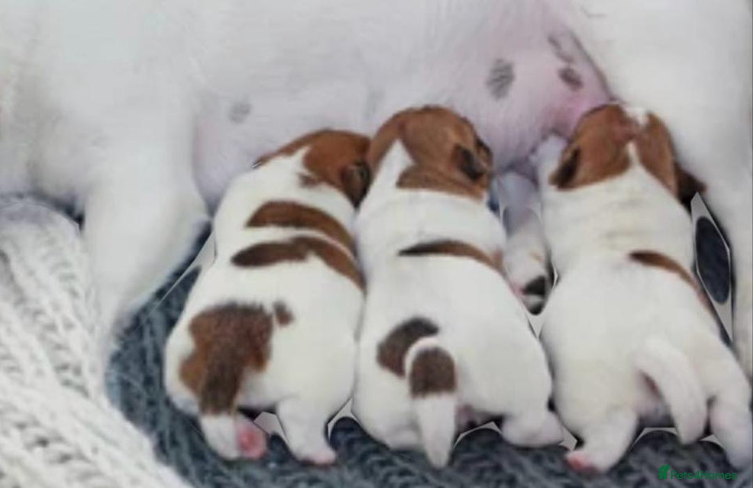 Jack Russell dogs for sale: Miniature Jack Russell Puppies… - Advert 21