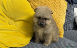 Pomeranian dogs for sale: ✨ Fluffy Pomeranian Puppies – Ready in October! - Image 8