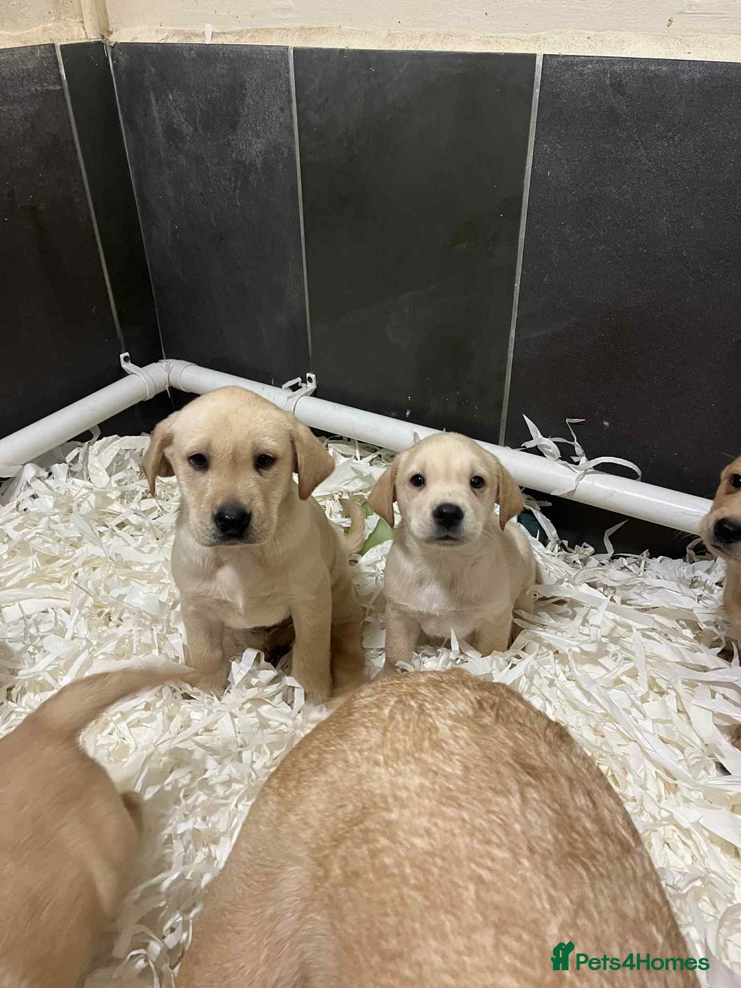 Labrador Retriever dogs for sale: Beautiful Labrador puppies  - Advert 3