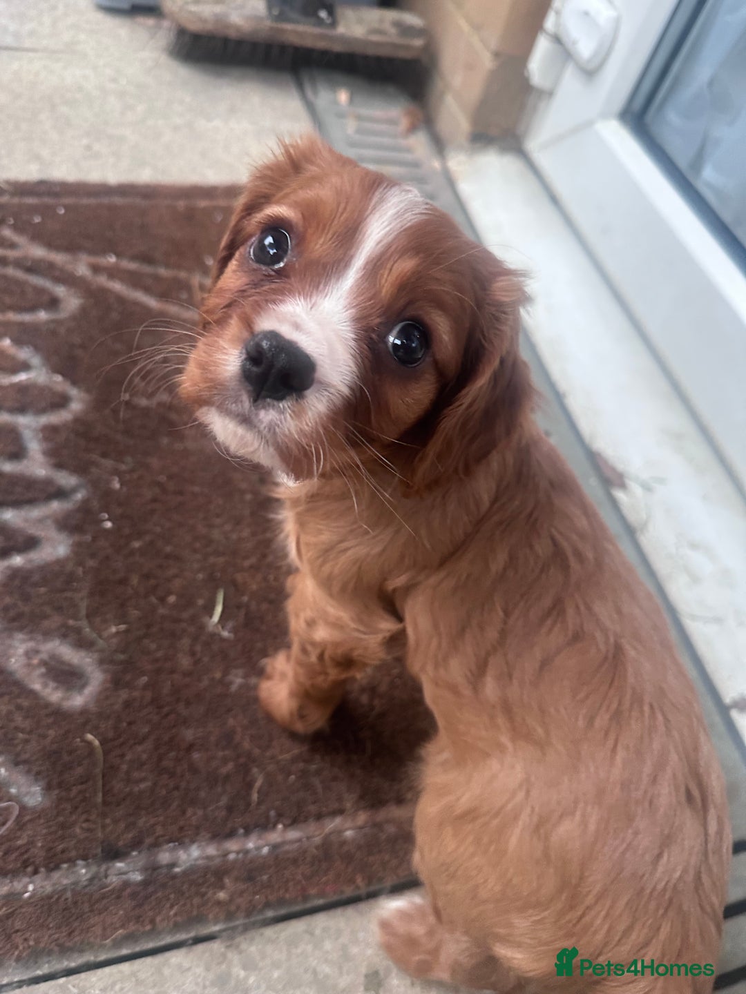 Cavalier King Charles Spaniel dogs for sale: Ruby King Charles puppy for rehoming  - Advert 4