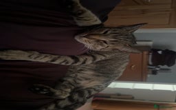 Domestic Shorthair cats for sale: 2x Tabby Cats (1x Male and 1x Female) - Image 4