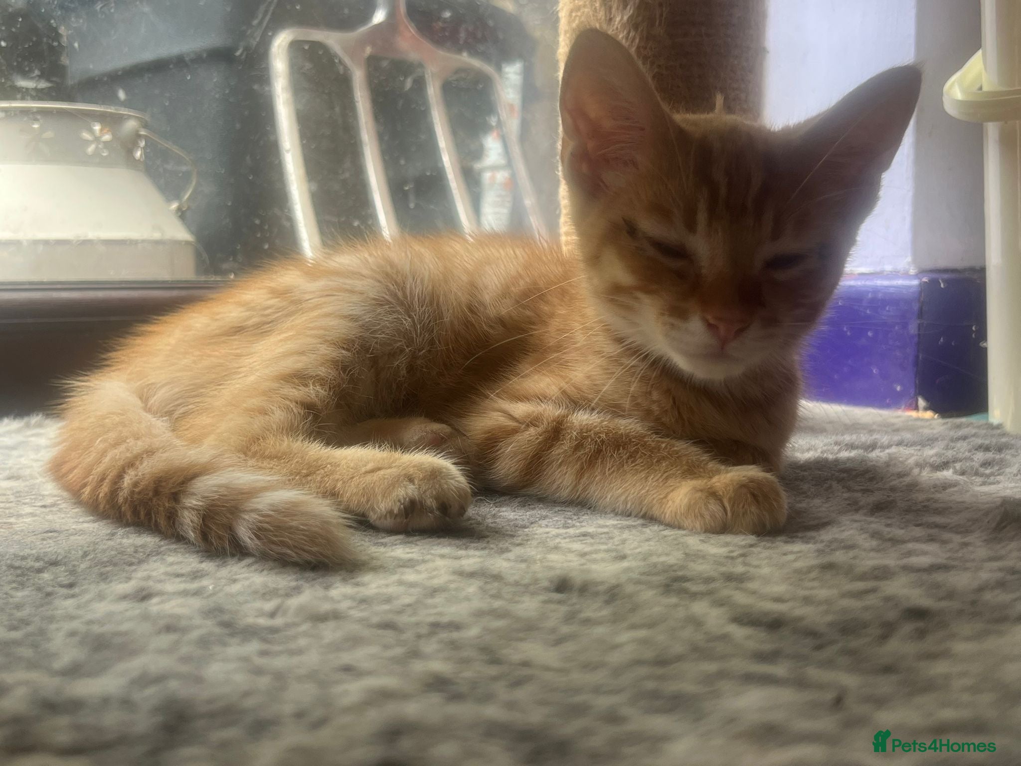 Mixed Breed cats Ginger rescue kitten ready for new home - Advert 11
