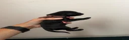 Cocker Spaniel dogs for sale: Working cocker spaniels  - Advert 15