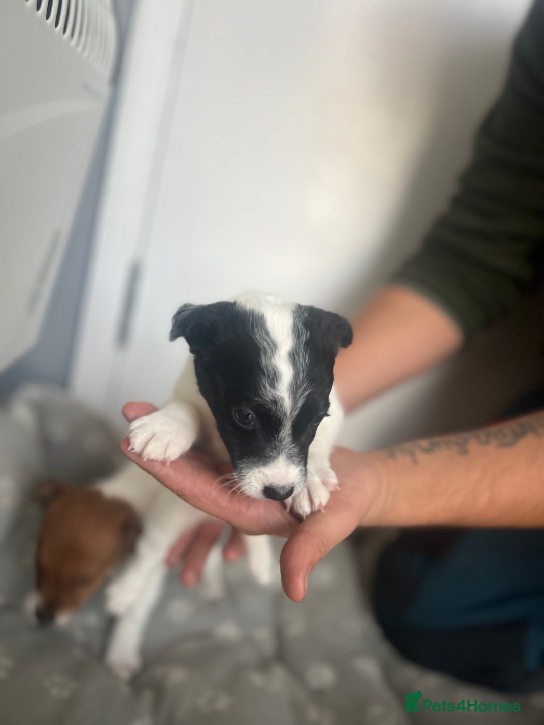Jack Russell dogs for sale: 2 beautiful pups for sale  - Image 6