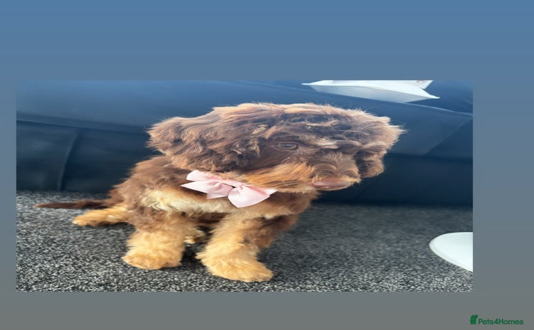 Cockapoo dogs - Advert 3
