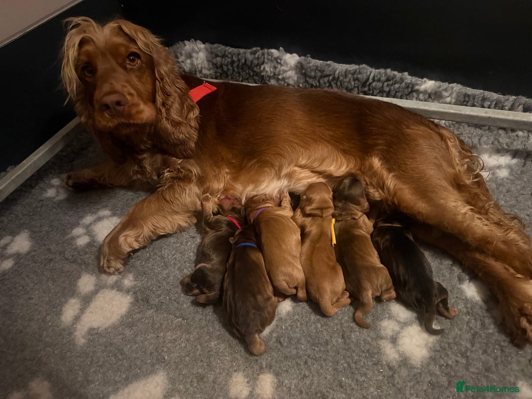 Cocker Spaniel dogs for sale: KC Reg Show Cocker Spaniel Puppies  - Advert 8