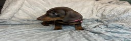 Dachshund dogs for sale: LAST ONE- Dachshund female puppy - last one - Advert 4