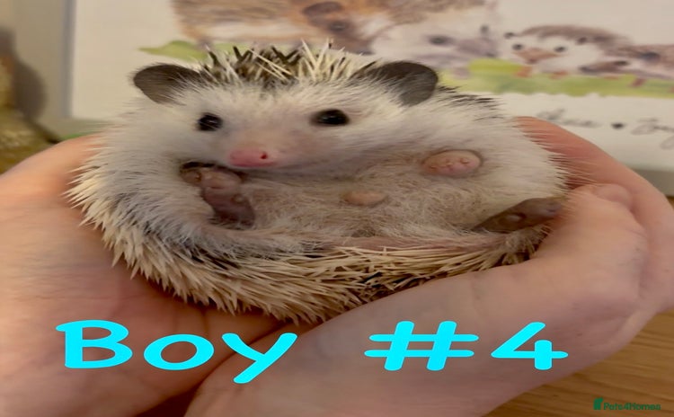 Pygmy Hedgehog rodents - Advert 4