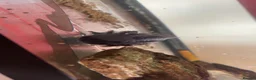 Axolotl reptiles for sale: 2 axolotls  - Advert 1
