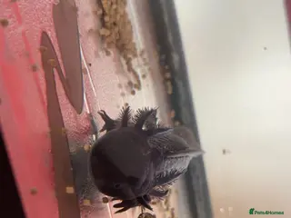 Axolotl reptiles for sale: 2 axolotls - Advert 1