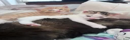 Mixed Breed cats for sale: Beautiful Kittens looking for Forever Homes 🐾 - Advert 15