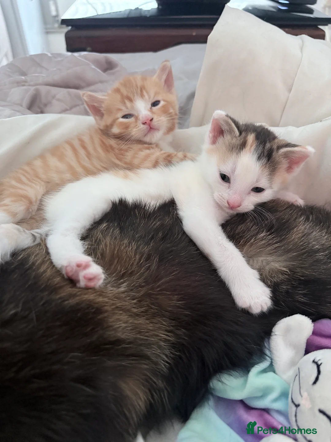 Mixed Breed cats for sale: Beautiful Kittens looking for Forever Homes 🐾 - Advert 15