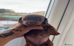 Miniature Dachshund dogs for sale: Dachshund puppy’s forsale  - Image 10