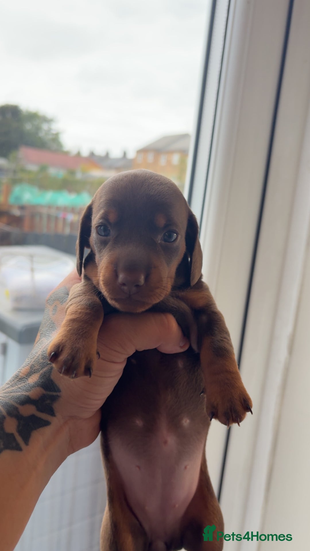 Miniature Dachshund dogs for sale: Dachshund puppy’s forsale  - Image 10